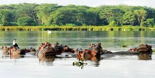 AMBOSELI – NAKURU - NAIVASHA Package - 7 DAYS 6 NIGTS 